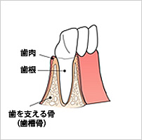 健康な歯肉